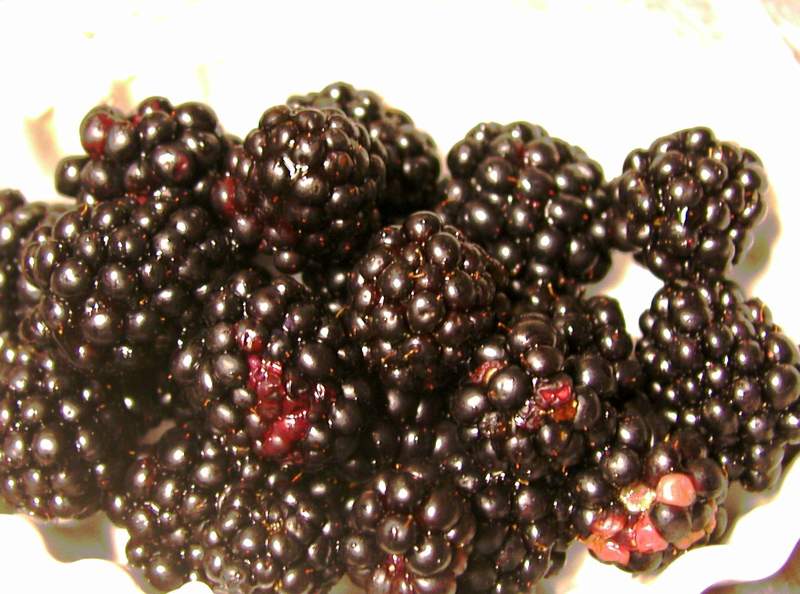 ブラックベリー